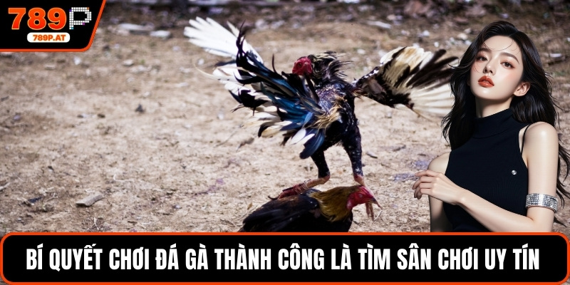 Bí quyết chơi đá gà thành công là tìm sân chơi uy tín 